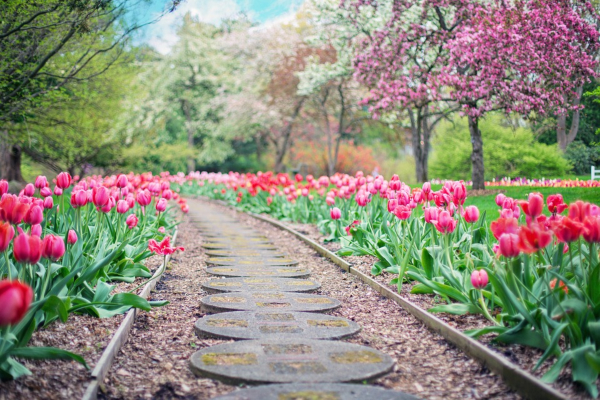 Zdjęcie przedstawia ścieżkę pomiędzy różowymi tulipanami. W tle znajdują się różne drzewa.